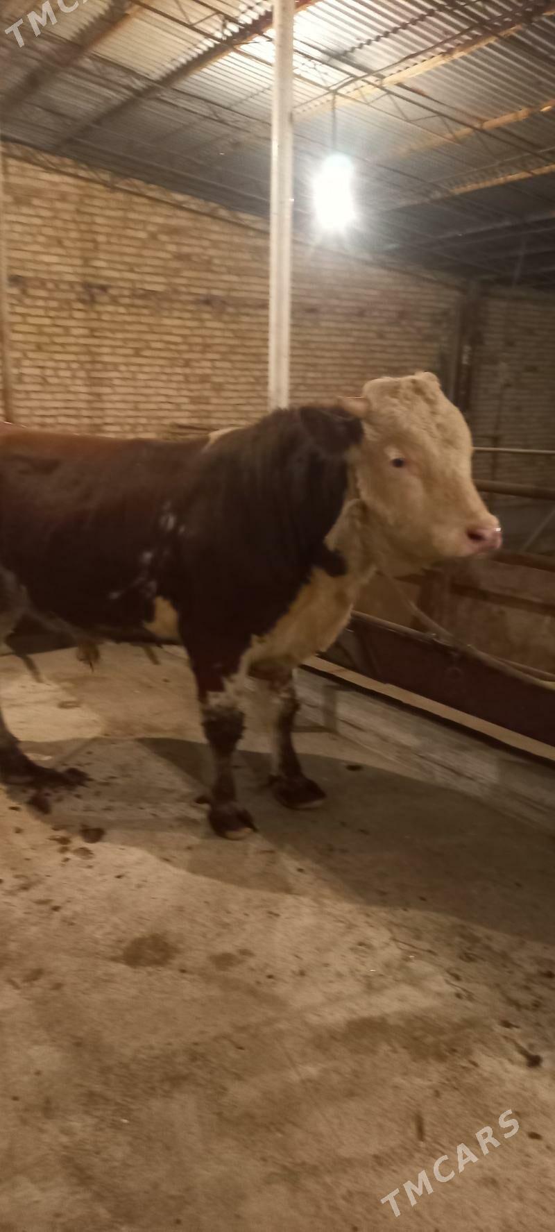 Оригинал сементал окуз - Türkmenabat - img 2