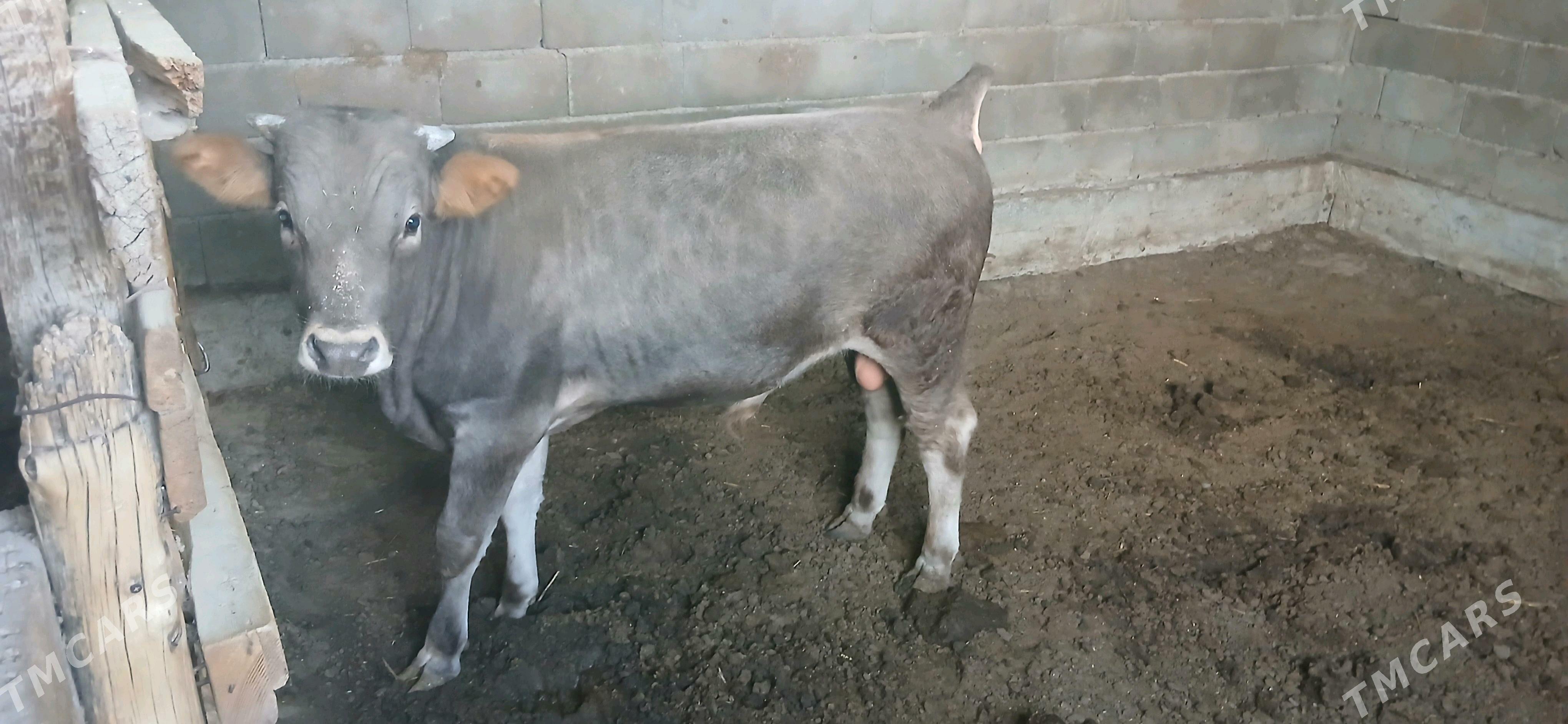 ökuz - Gökdepe - img 1