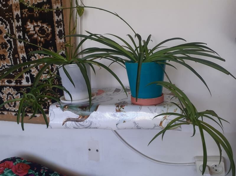 Хлорофитум - Türkmenabat - img 5