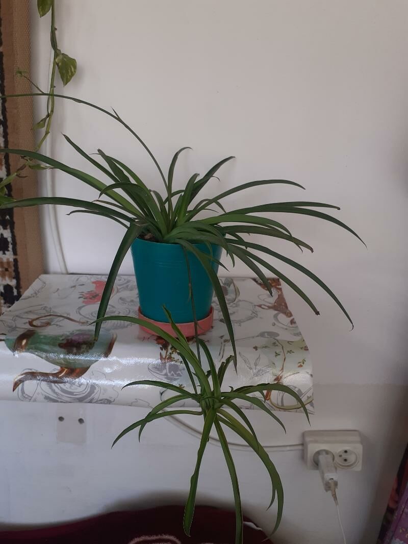 Хлорофитум - Türkmenabat - img 4