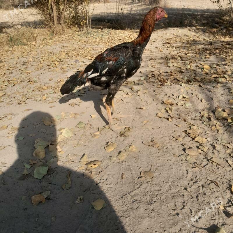 horaz - Болдумсаз - img 1