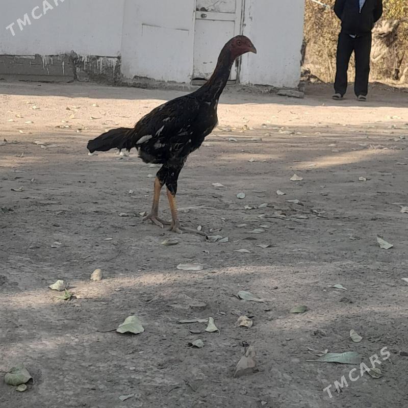 horaz - Болдумсаз - img 2