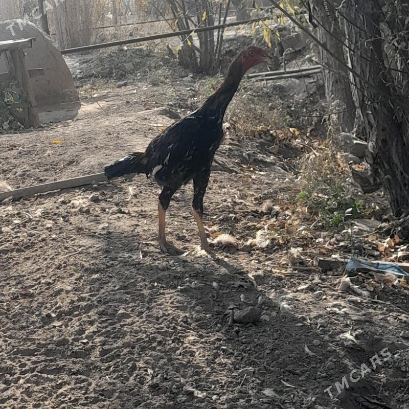 horaz - Болдумсаз - img 3