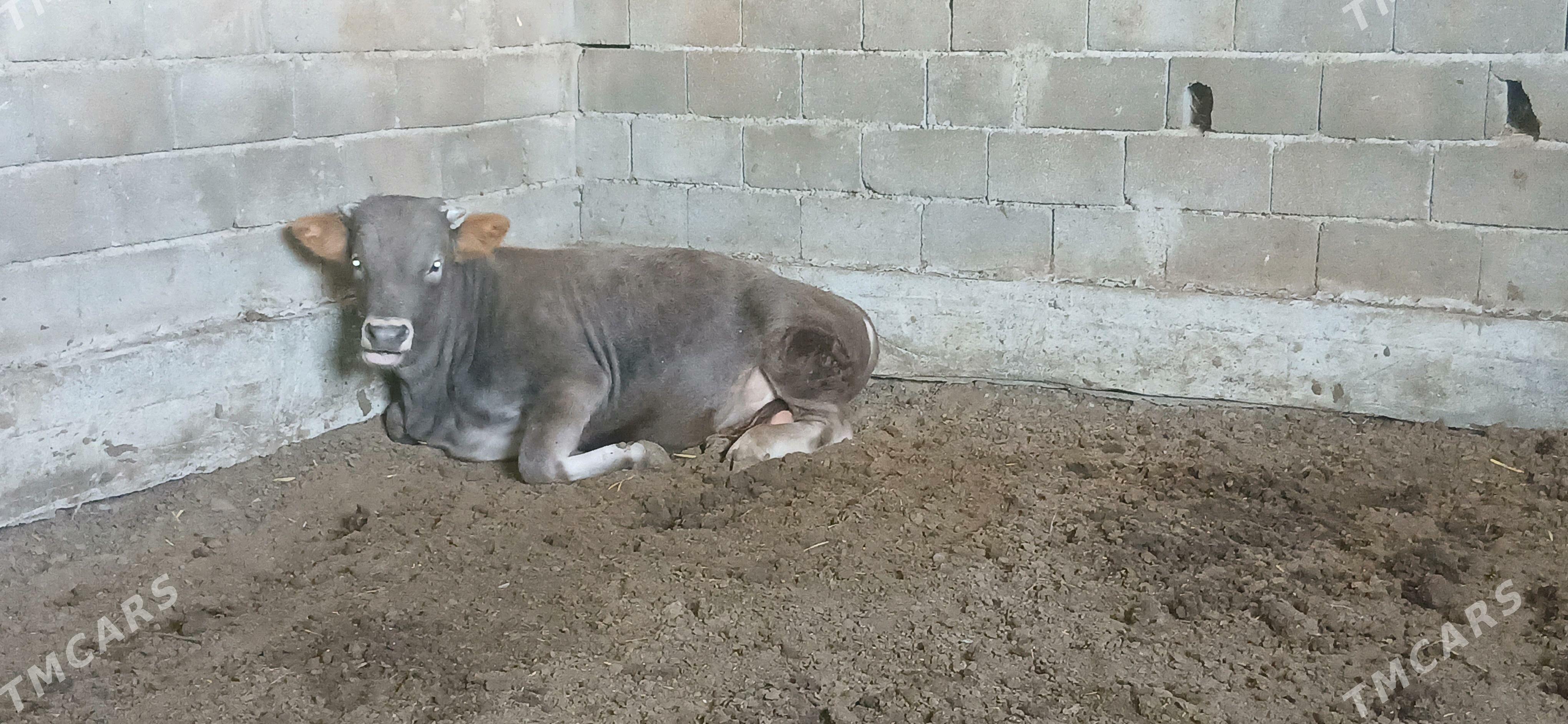 ökuz - Gökdepe - img 3