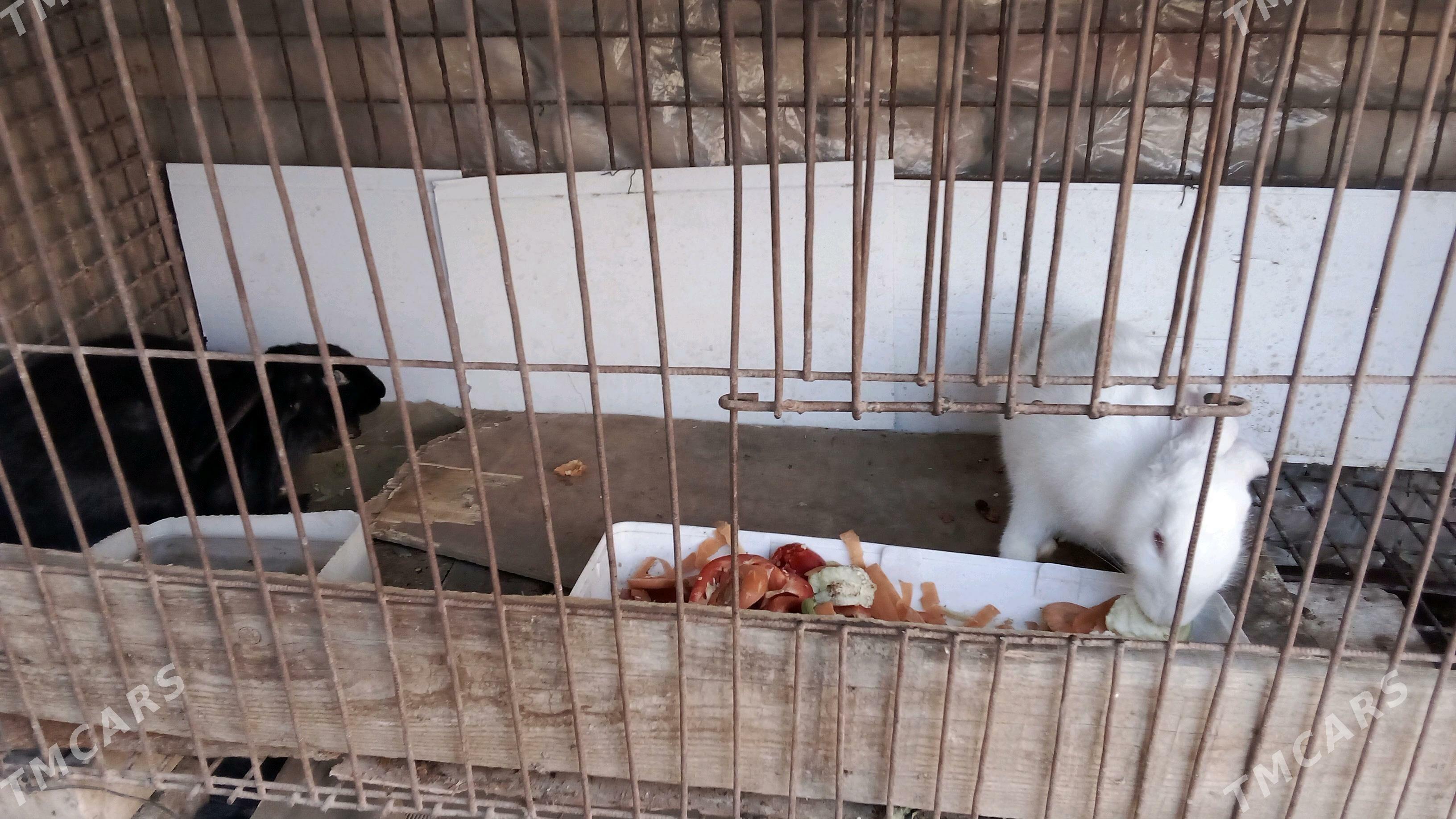 домашние животные - Туркменабат - img 1