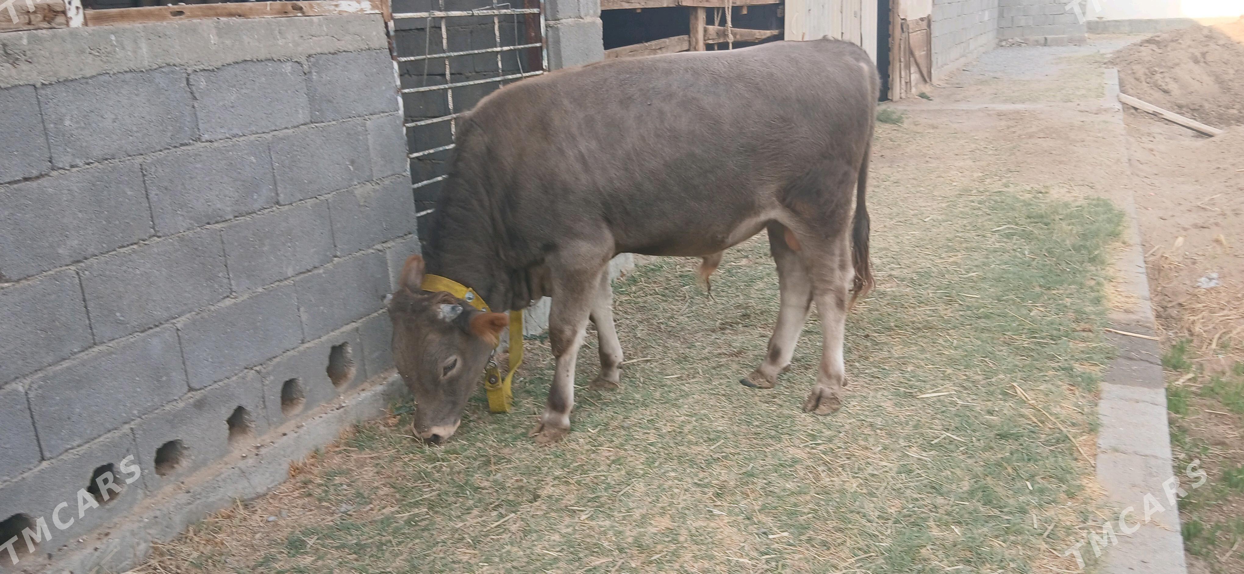 ökuz - Gökdepe - img 2