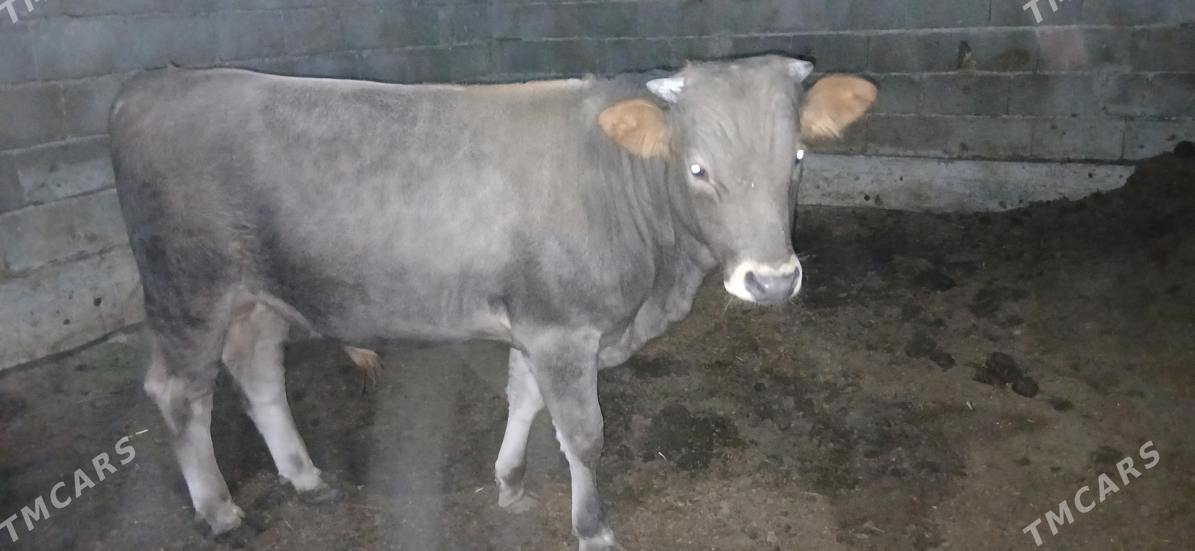 ökuz - Gökdepe - img 4