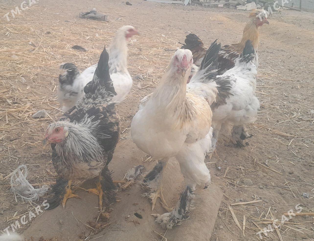 horaz brama - Анев - img 2