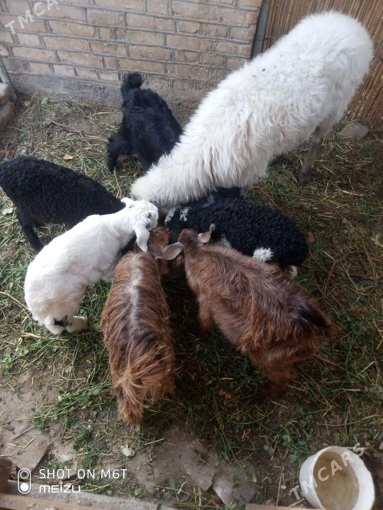 kiçi mal - Baýramaly - img 1