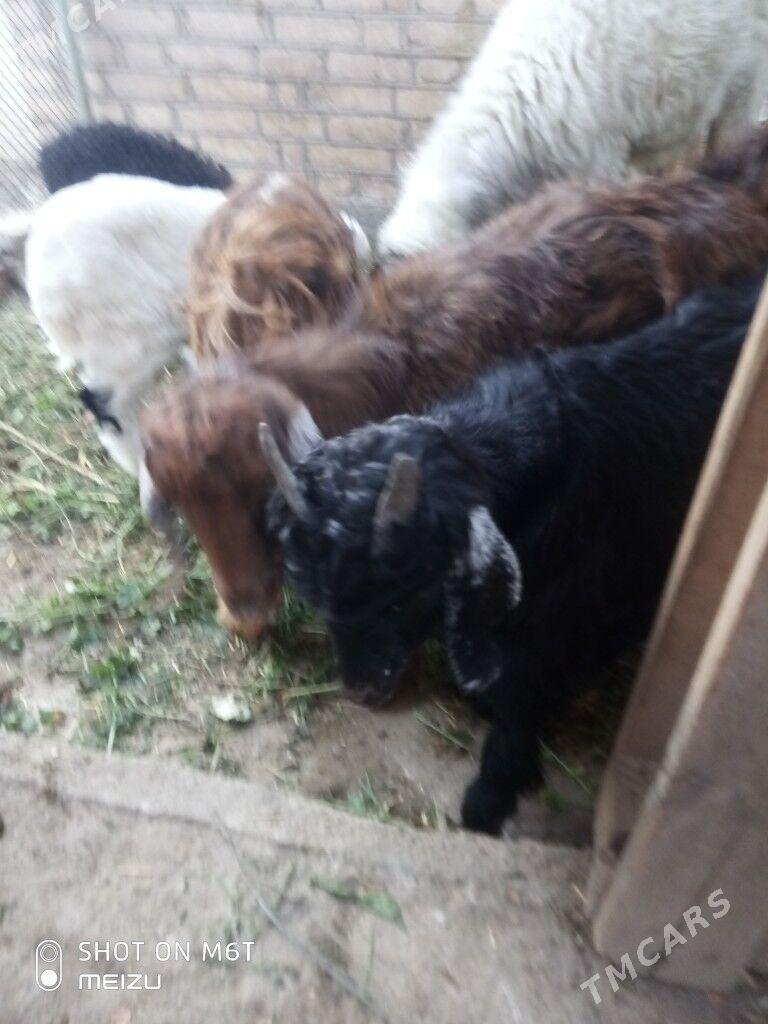 kiçi mal - Baýramaly - img 2