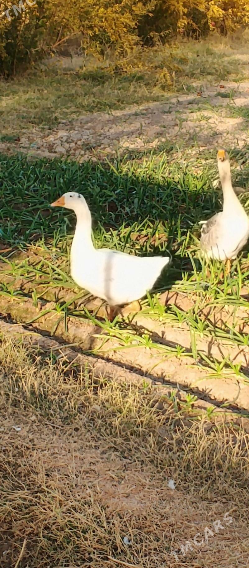 GUS - Oguz han - img 3