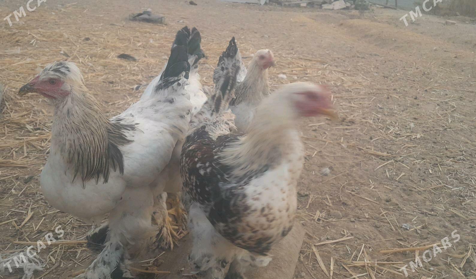 horaz brama - Анев - img 3