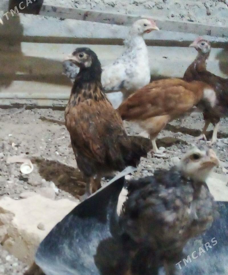 Juyje - Гызыларбат - img 2