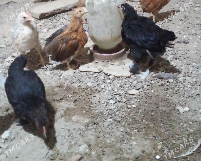 Juyje - Гызыларбат - img 3