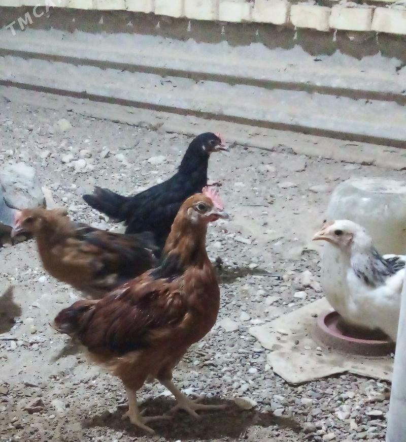 Juyje - Гызыларбат - img 1