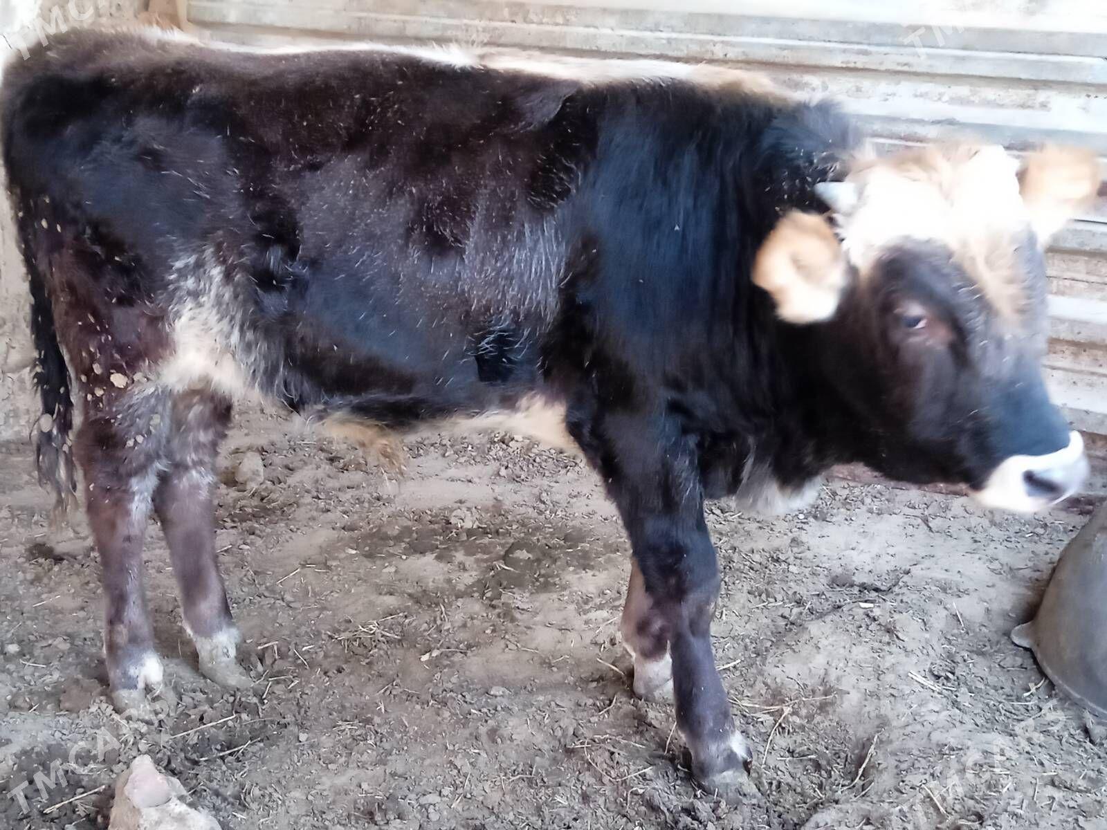 okuz - Aşgabat - img 2