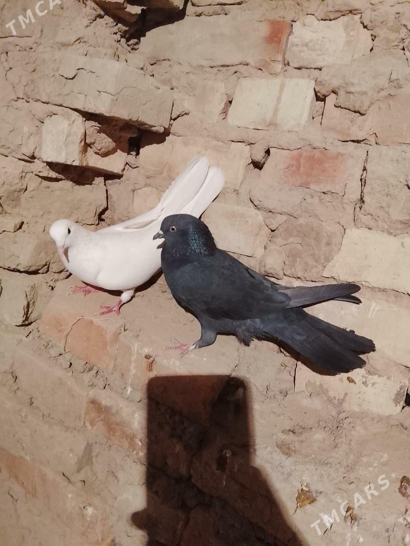 Kepderi - Гызыларбат - img 7