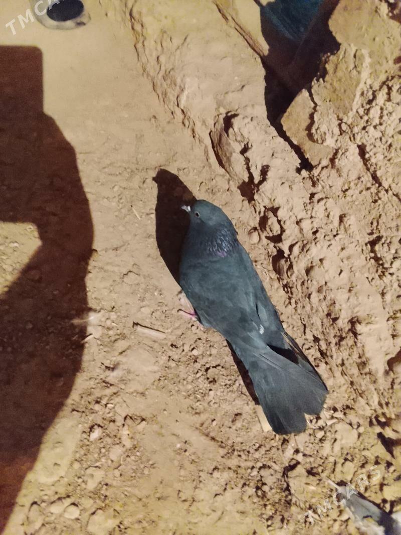 Kepderi - Гызыларбат - img 4