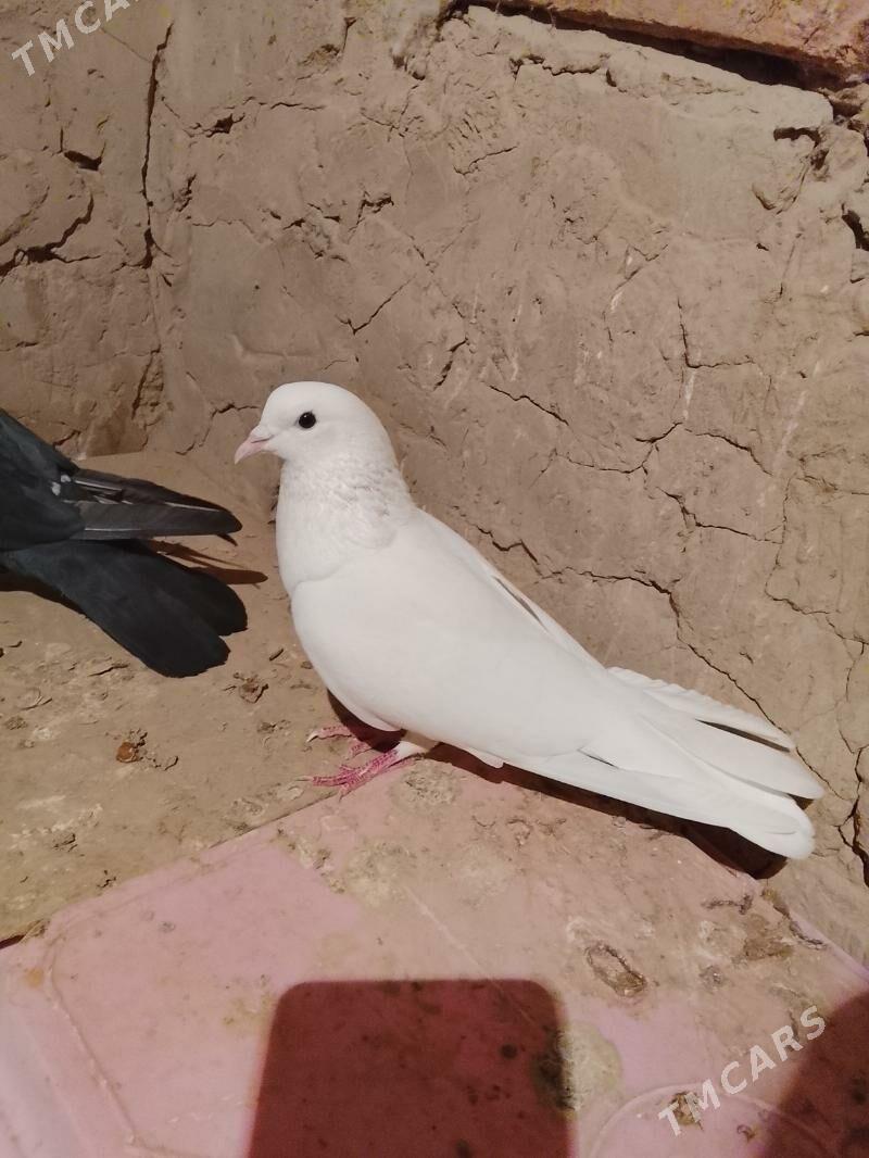 Kepderi - Гызыларбат - img 2