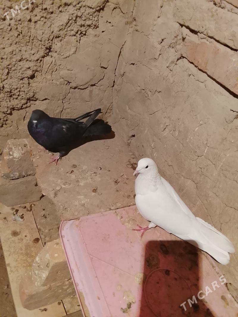 Kepderi - Гызыларбат - img 1