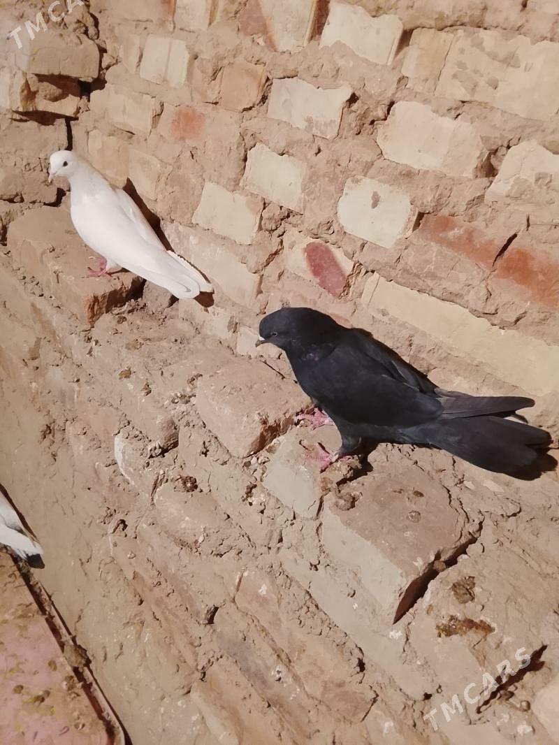 Kepderi - Гызыларбат - img 8