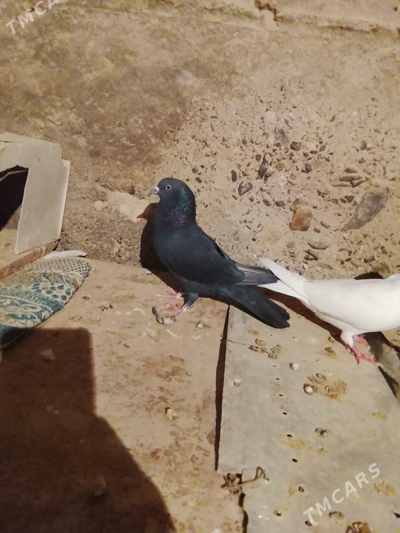 Kepderi - Гызыларбат - img 3