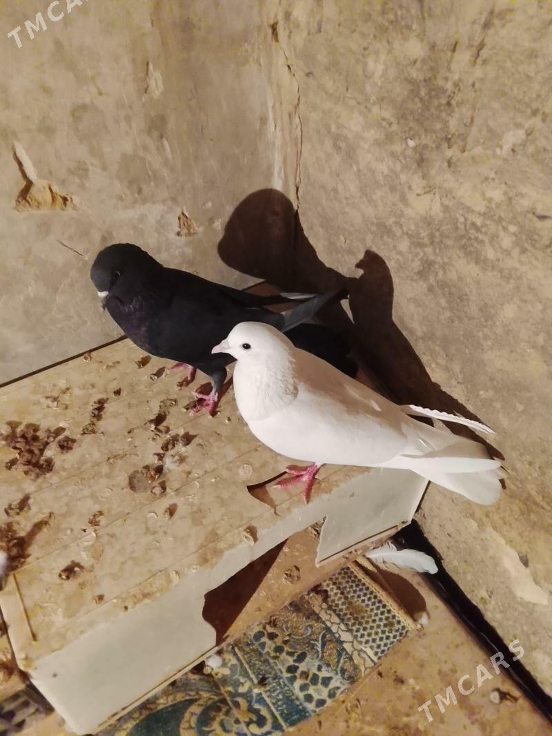 Kepderi - Гызыларбат - img 6