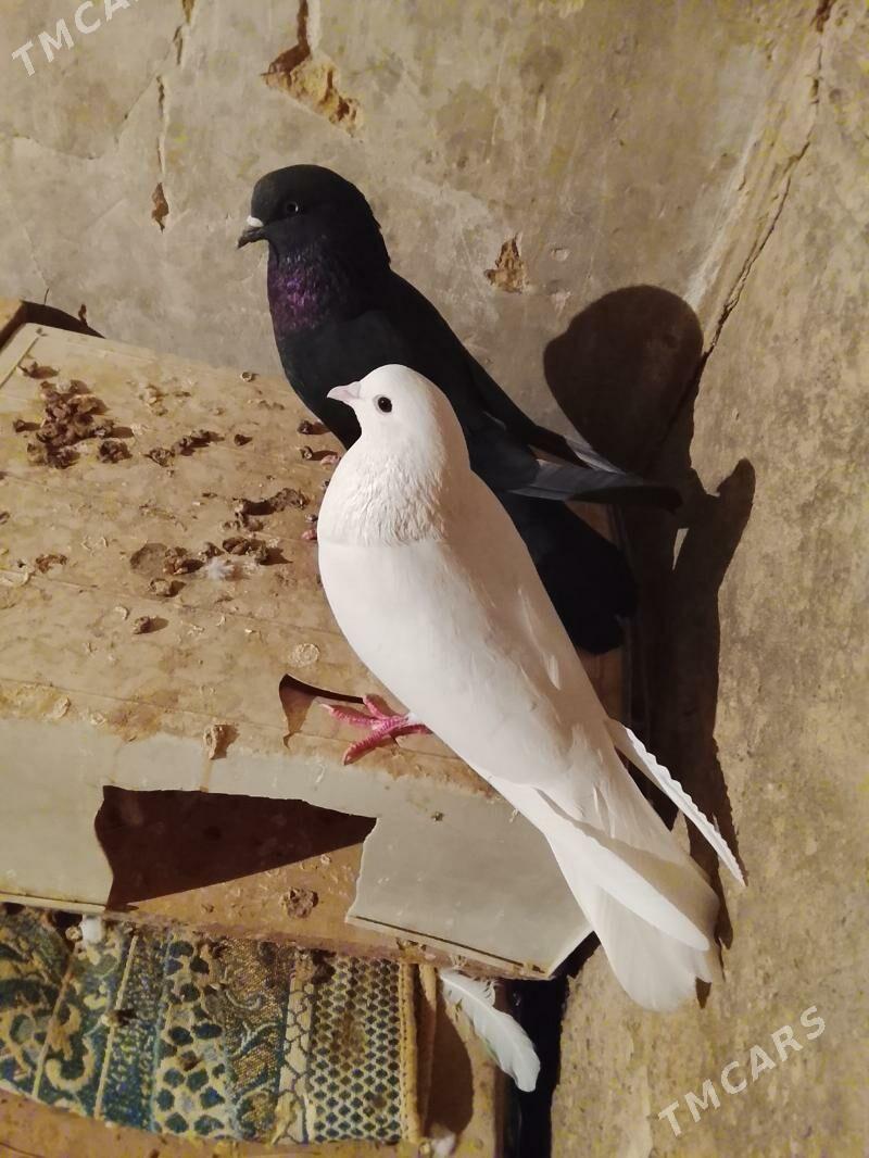 Kepderi - Гызыларбат - img 5