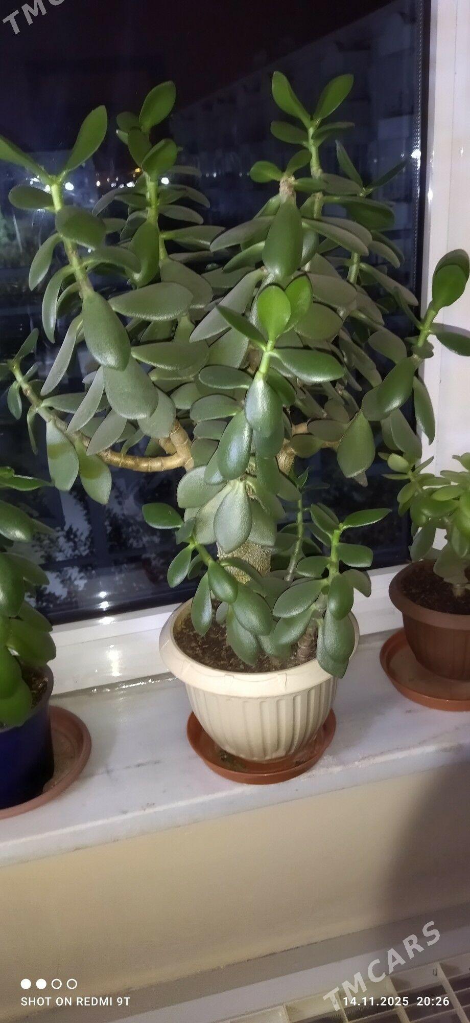 Толстянка - Aşgabat - img 2