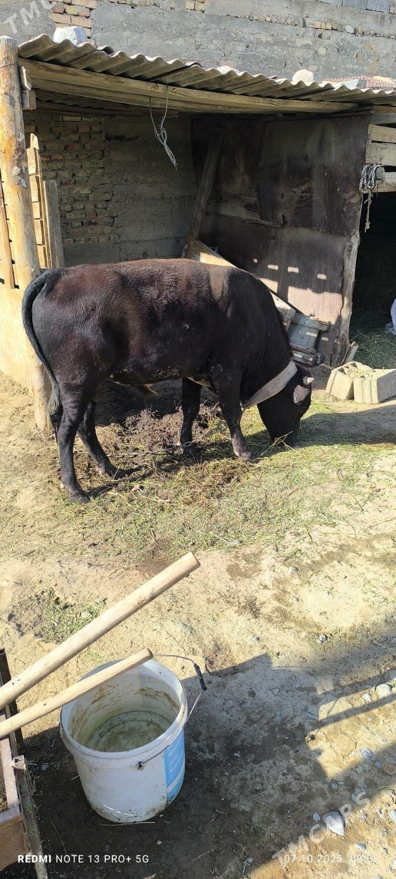 OKUZ - Gökdepe - img 3