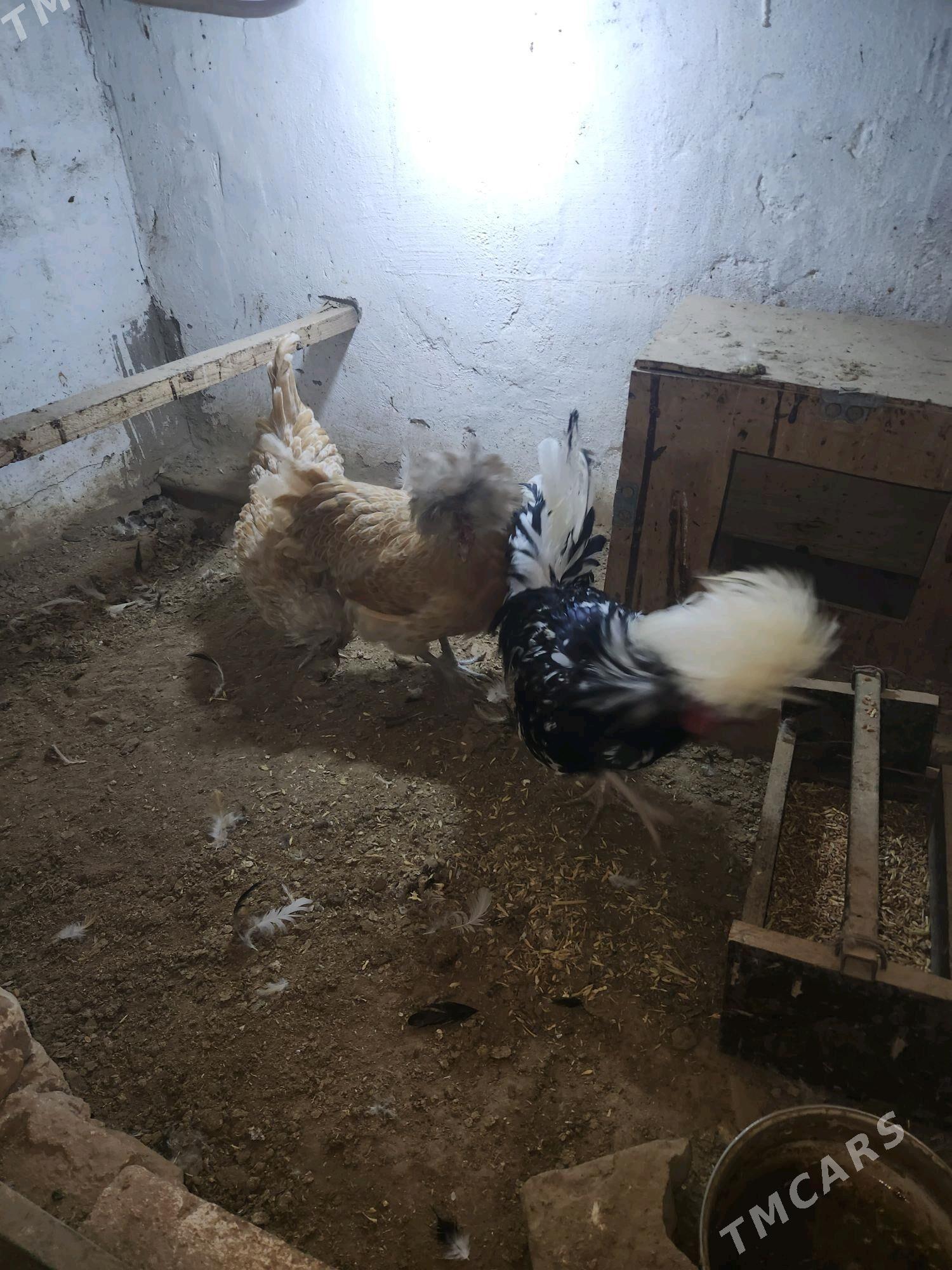 padwan yumurtka bar - Sakar - img 2