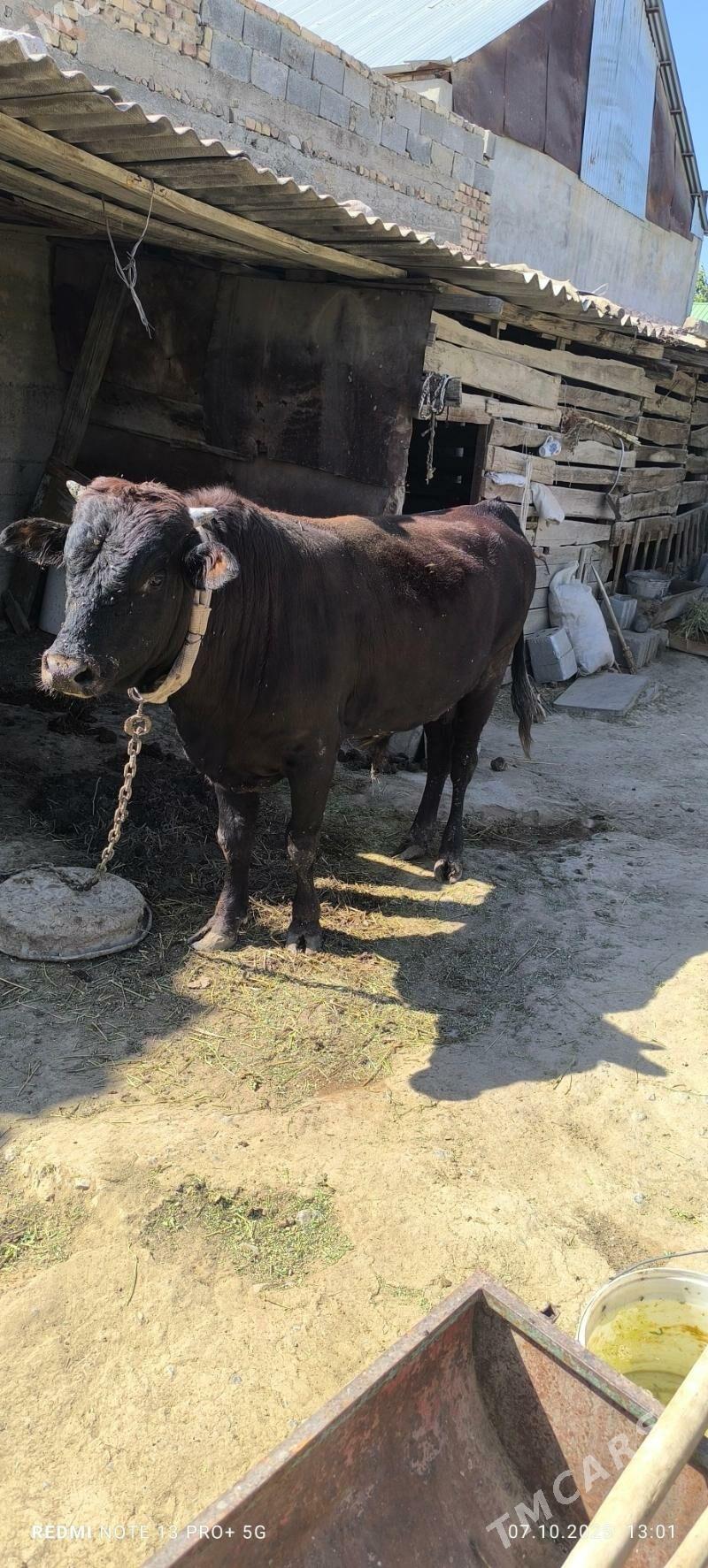 OKUZ - Gökdepe - img 2