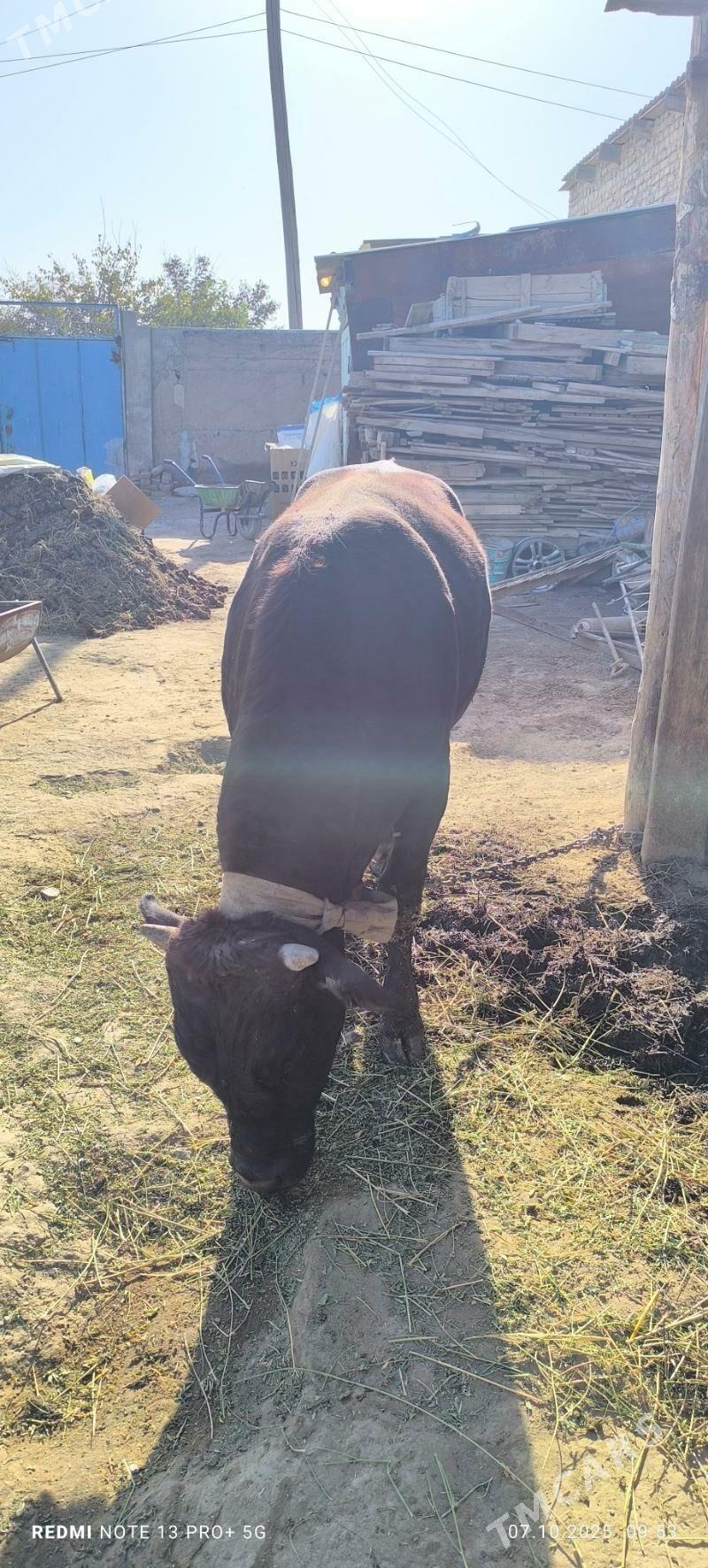 OKUZ - Gökdepe - img 1