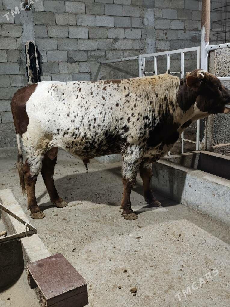 OKZ BAKYLAN - Анев - img 6