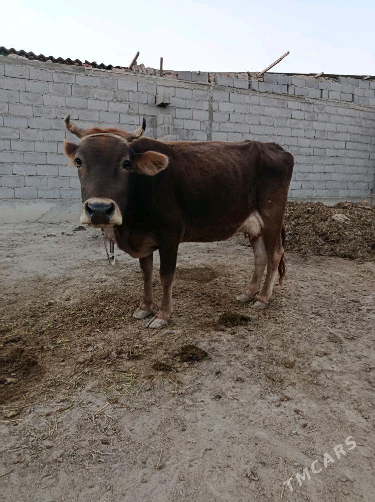 sygyr okuz - Бахарден - img 2