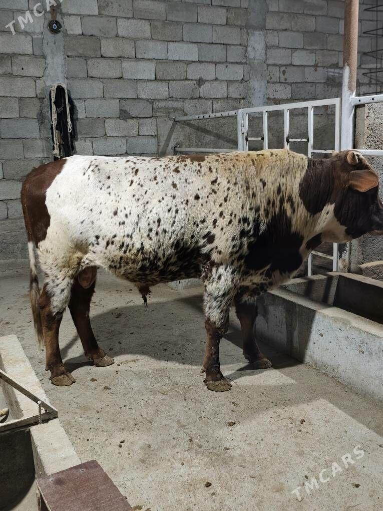 OKZ BAKYLAN - Анев - img 7