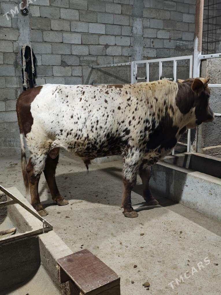 OKZ BAKYLAN - Анев - img 9