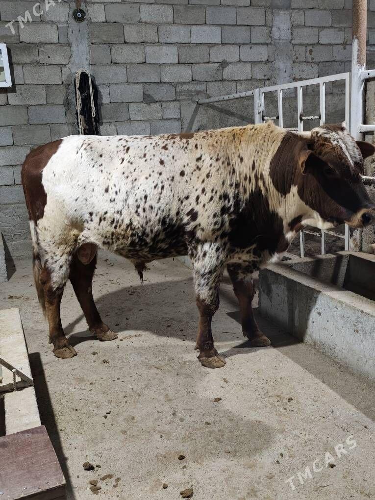 OKZ BAKYLAN - Анев - img 2