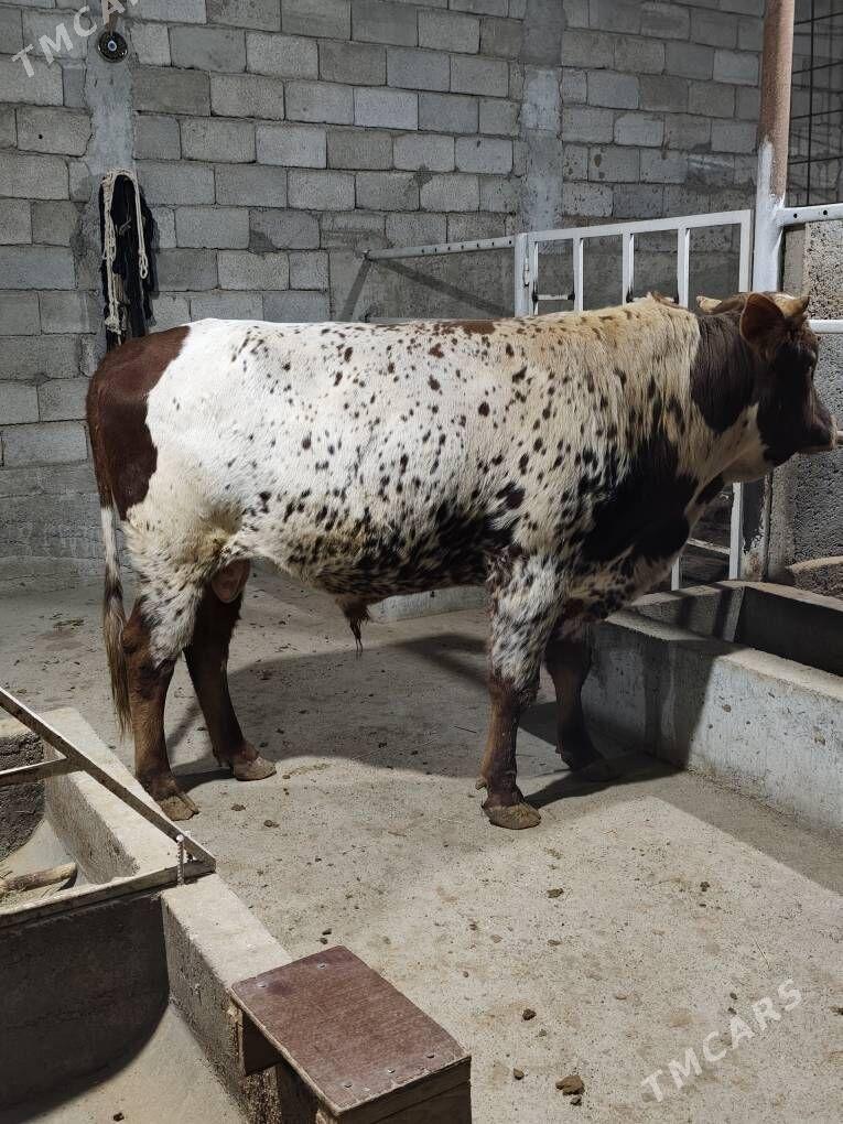 OKZ BAKYLAN - Анев - img 10