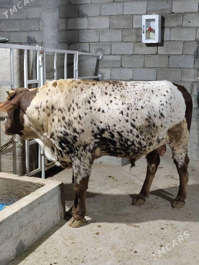 OKZ BAKYLAN - Анев - img 4