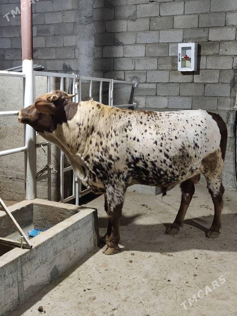 OKZ BAKYLAN - Анев - img 3