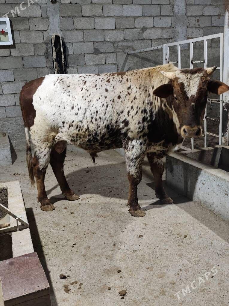 OKZ BAKYLAN - Анев - img 1