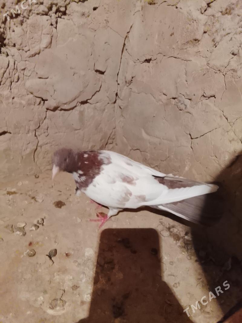 Kepderi - Gyzylarbat - img 6