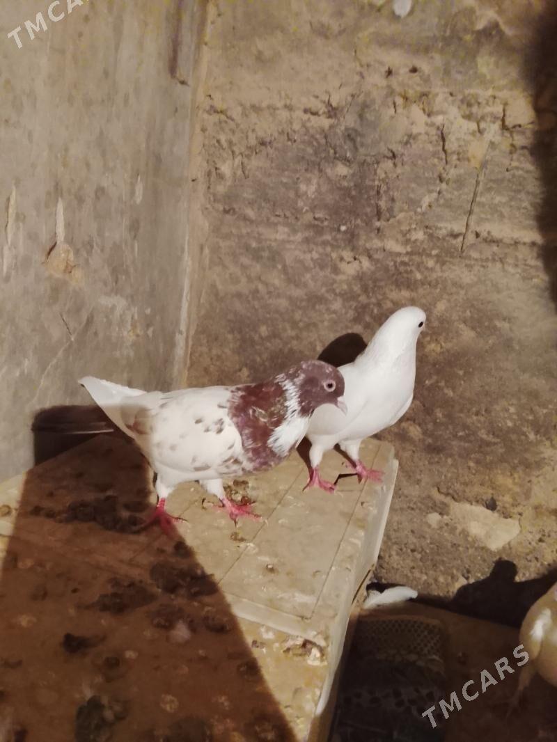 Kepderi - Gyzylarbat - img 4