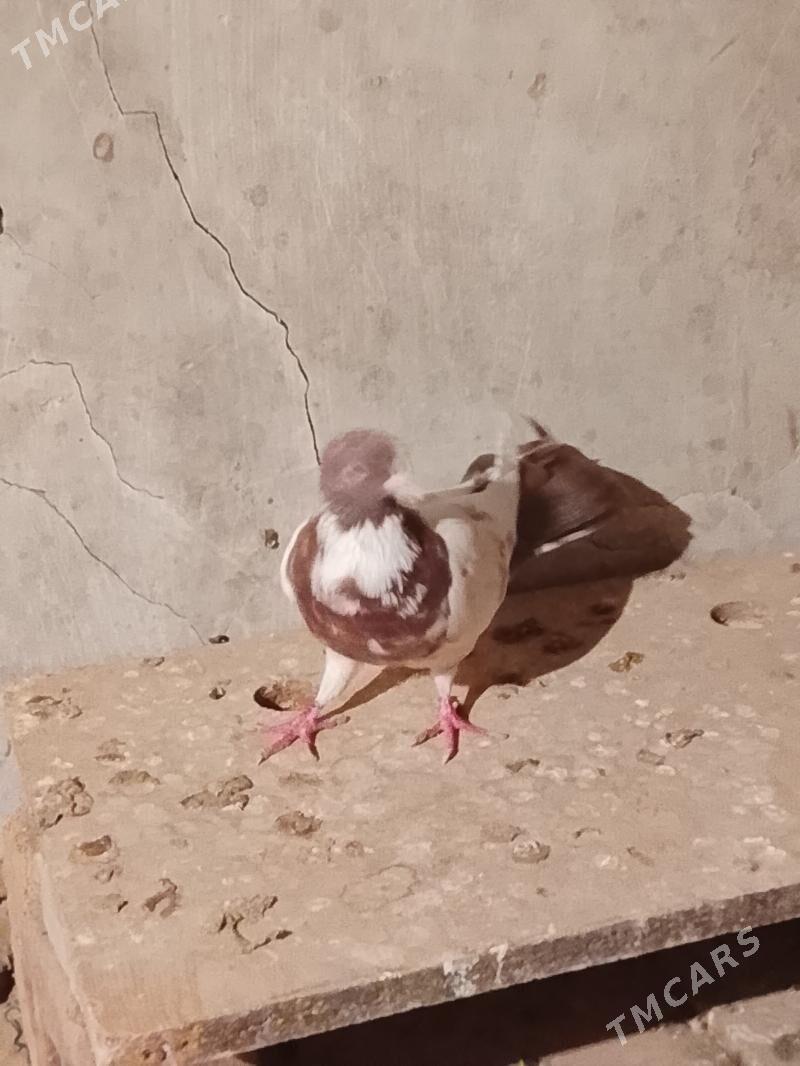 Kepderi - Gyzylarbat - img 1