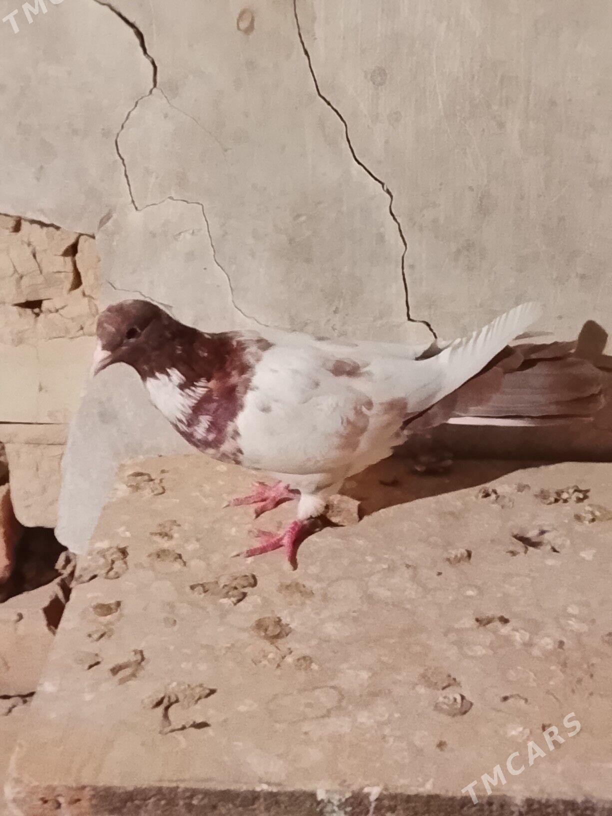 Kepderi - Gyzylarbat - img 2