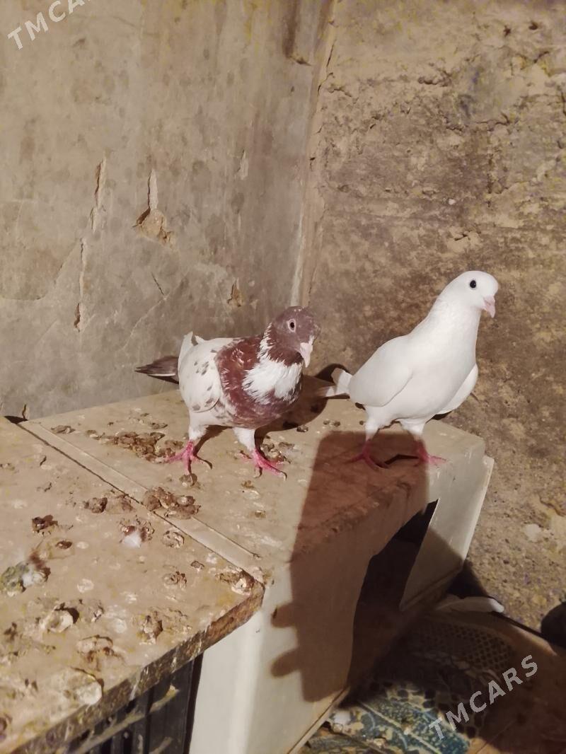 Kepderi - Gyzylarbat - img 3