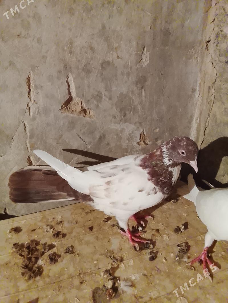 Kepderi - Gyzylarbat - img 5