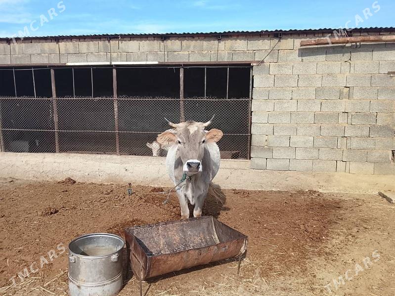 Sygyr - Magtymguly - img 2