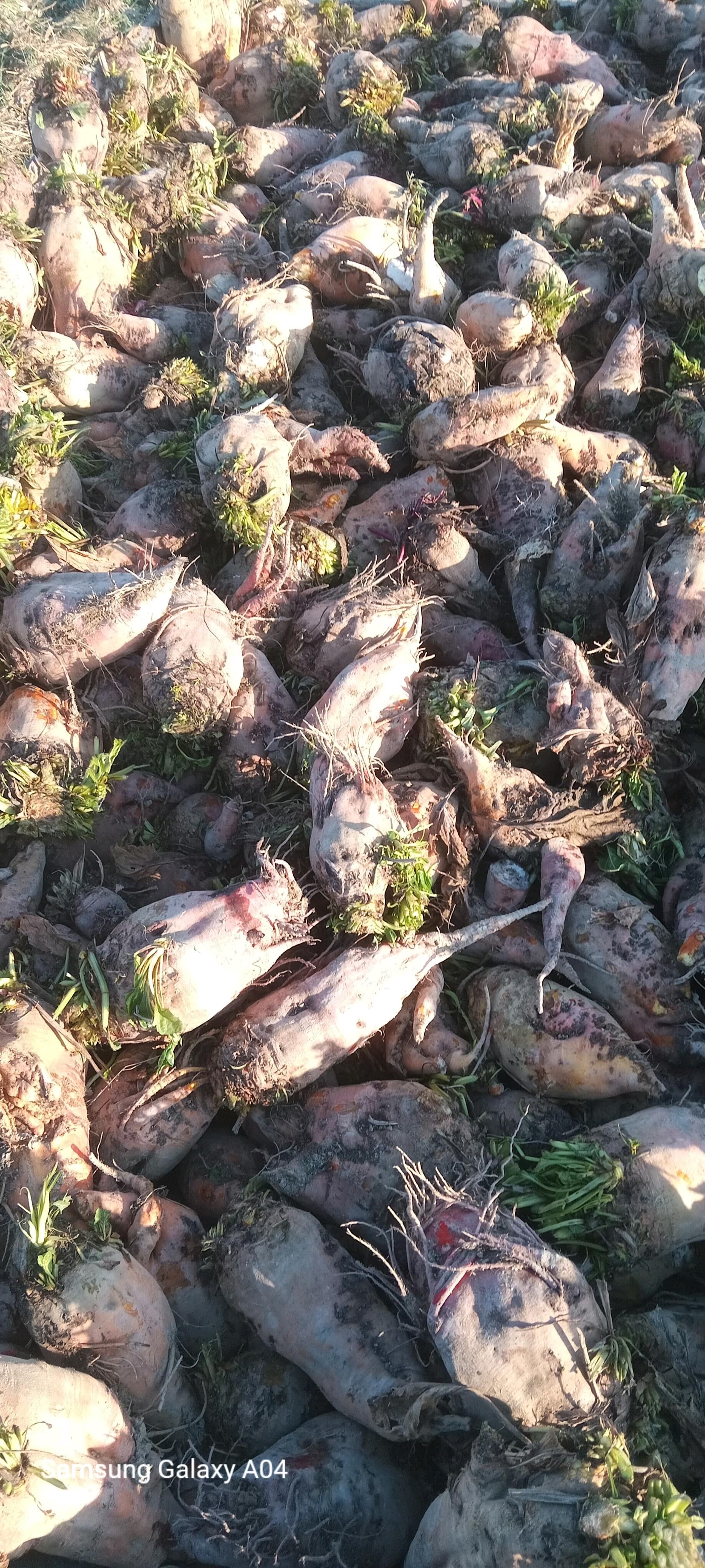 karmawoy sygynnur. - Bäherden - img 2